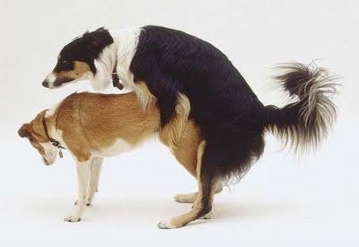 border-collies-mating