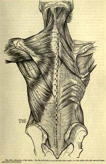 blk_illusion_1363683743_5-Grays-anatomy